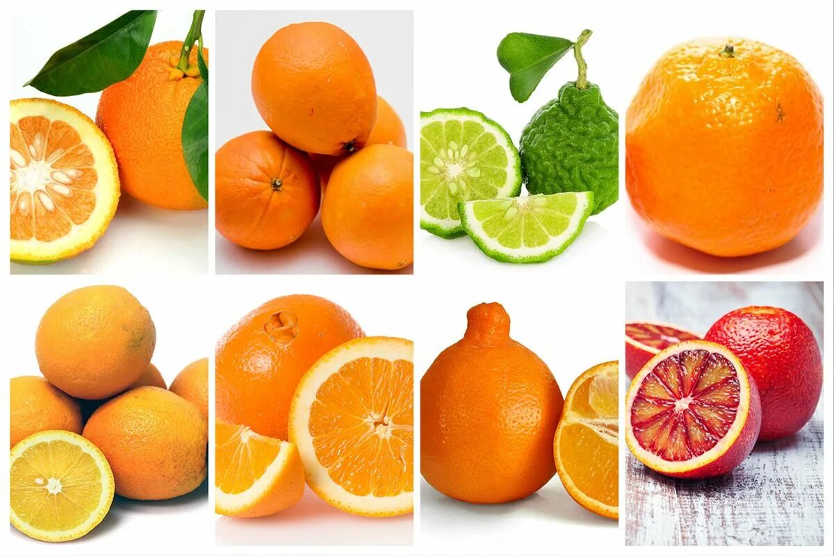 Разновидность цитрусовых фруктов названия и фото Name That Orange! The Modern Farmer Guide to Orange Varieties Types of oranges, 