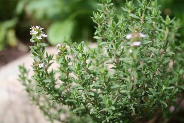 Разновидность трав фото 5 Easy-to-Grow Perennial Garden Herbs for Your Garden Herbs, Thyme benefits, Thy