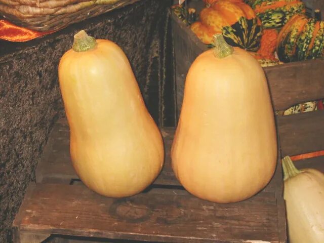 Разновидность тыквы фото и название сорта File:Cucurbita moschata Butternut.png - Wikipedia