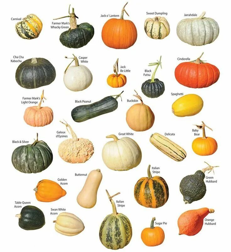 Разновидность тыквы с продолговатыми плодами фото Pin on Yard & Garden Types of pumpkins, Pumpkin varieties, Colorful vegetables