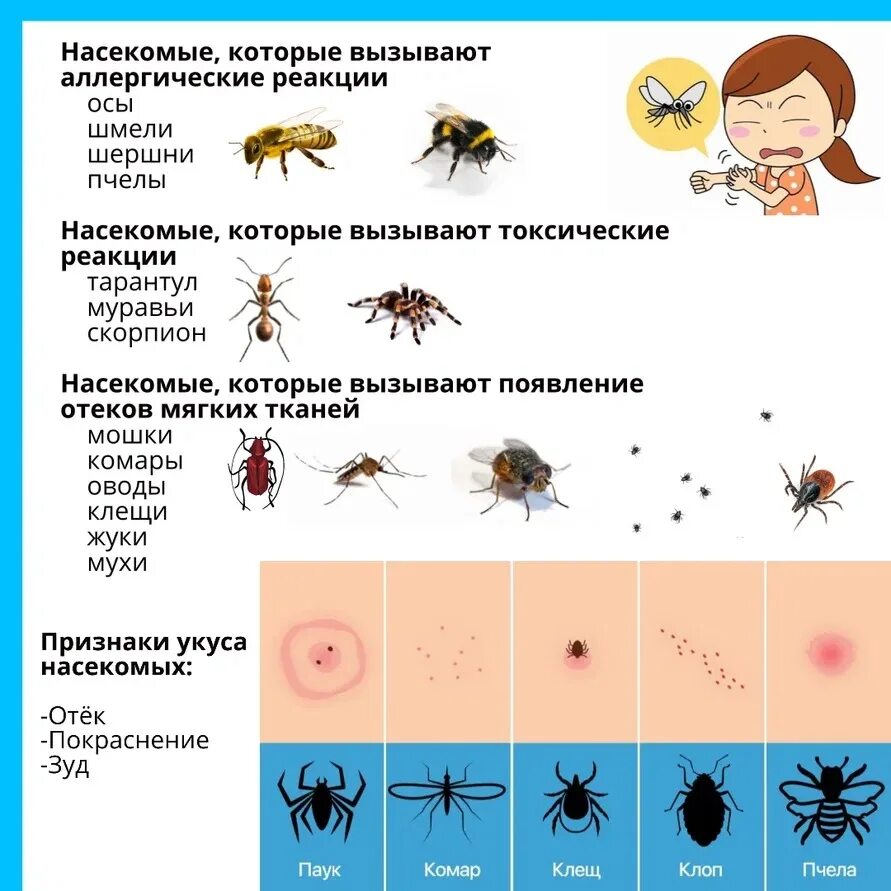 Разновидность укусов насекомых фото Профилактика укусов насекомых