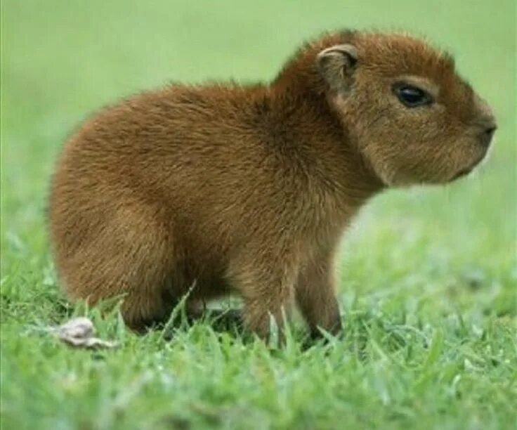 Разновидность животных фото If youve never seen a baby capybara before enjoy this angry bean Baby capybara, 