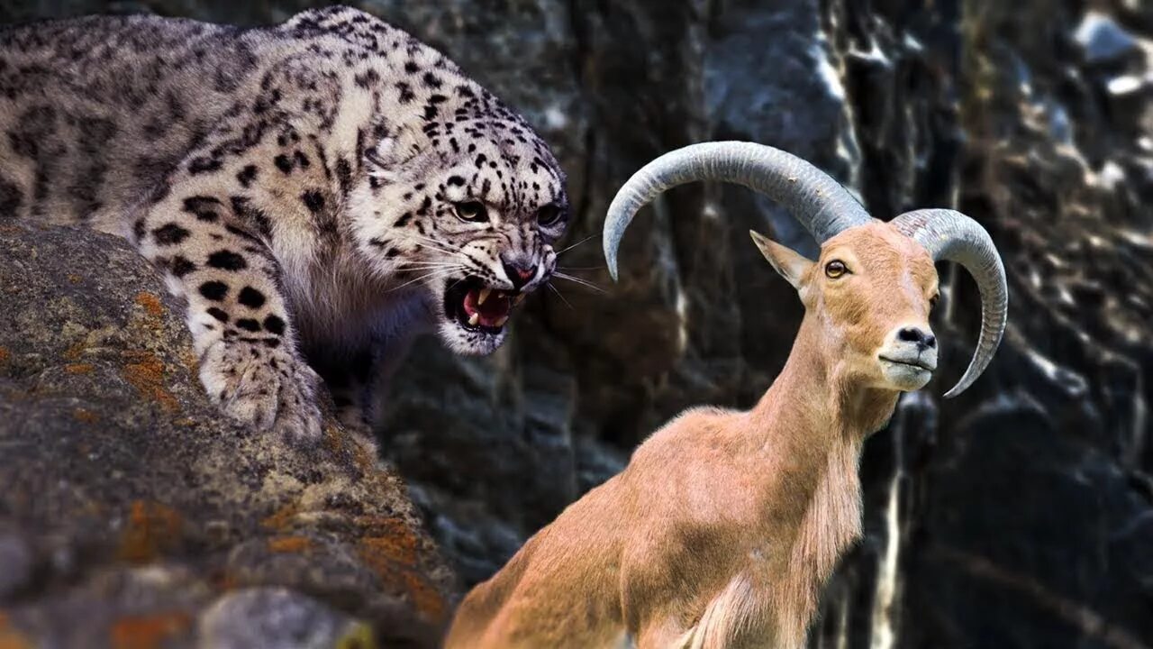 Разновидность животных фото Goat vs Leopard Goat Protect her Baby from Leopard Hunts Leopard Hunts Fail. - Y