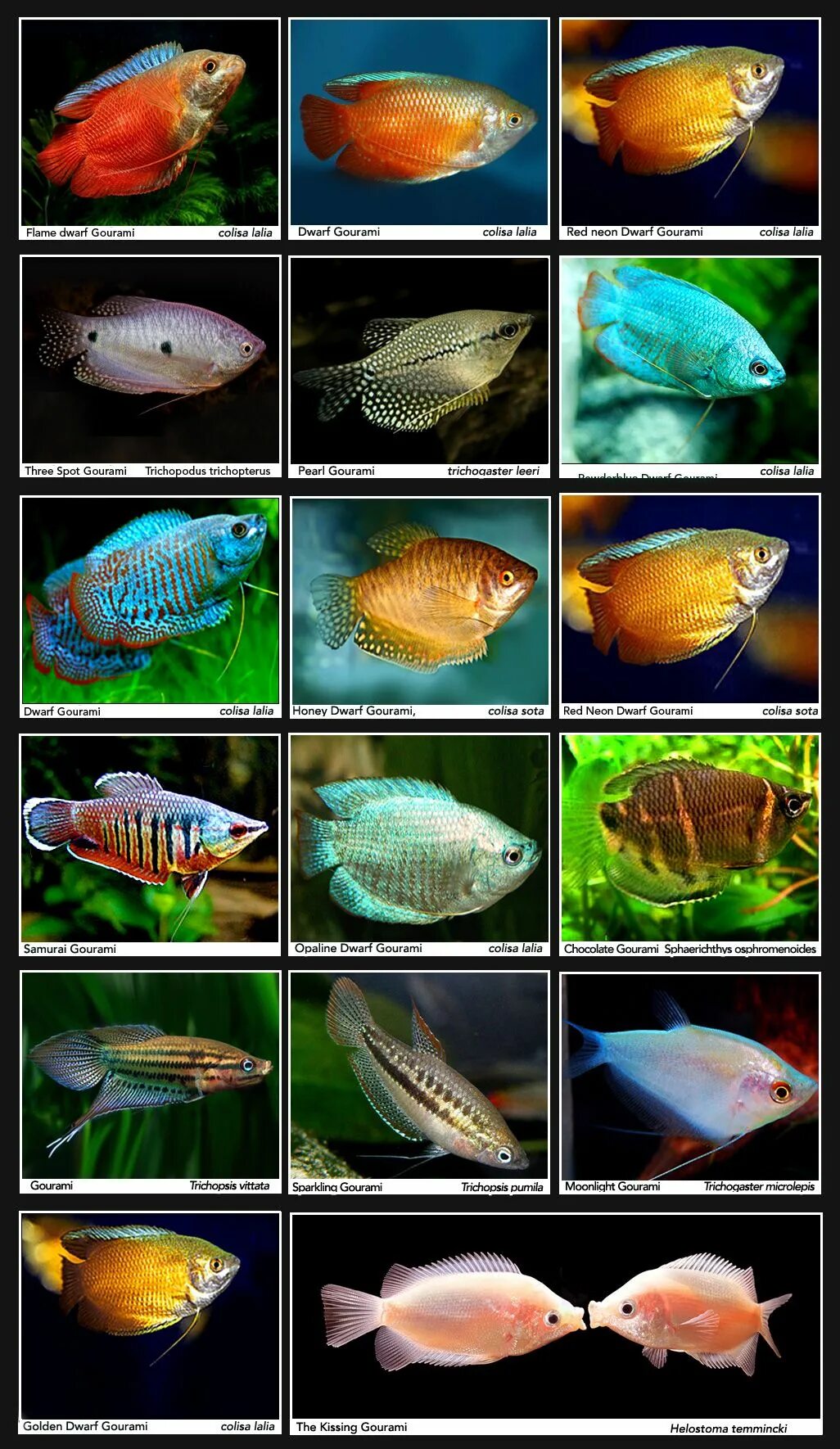 Разновидности аквариумных рыбок с названиями и фото Gouramis Freshwater aquarium fish, Exotic fish, Aquarium fish