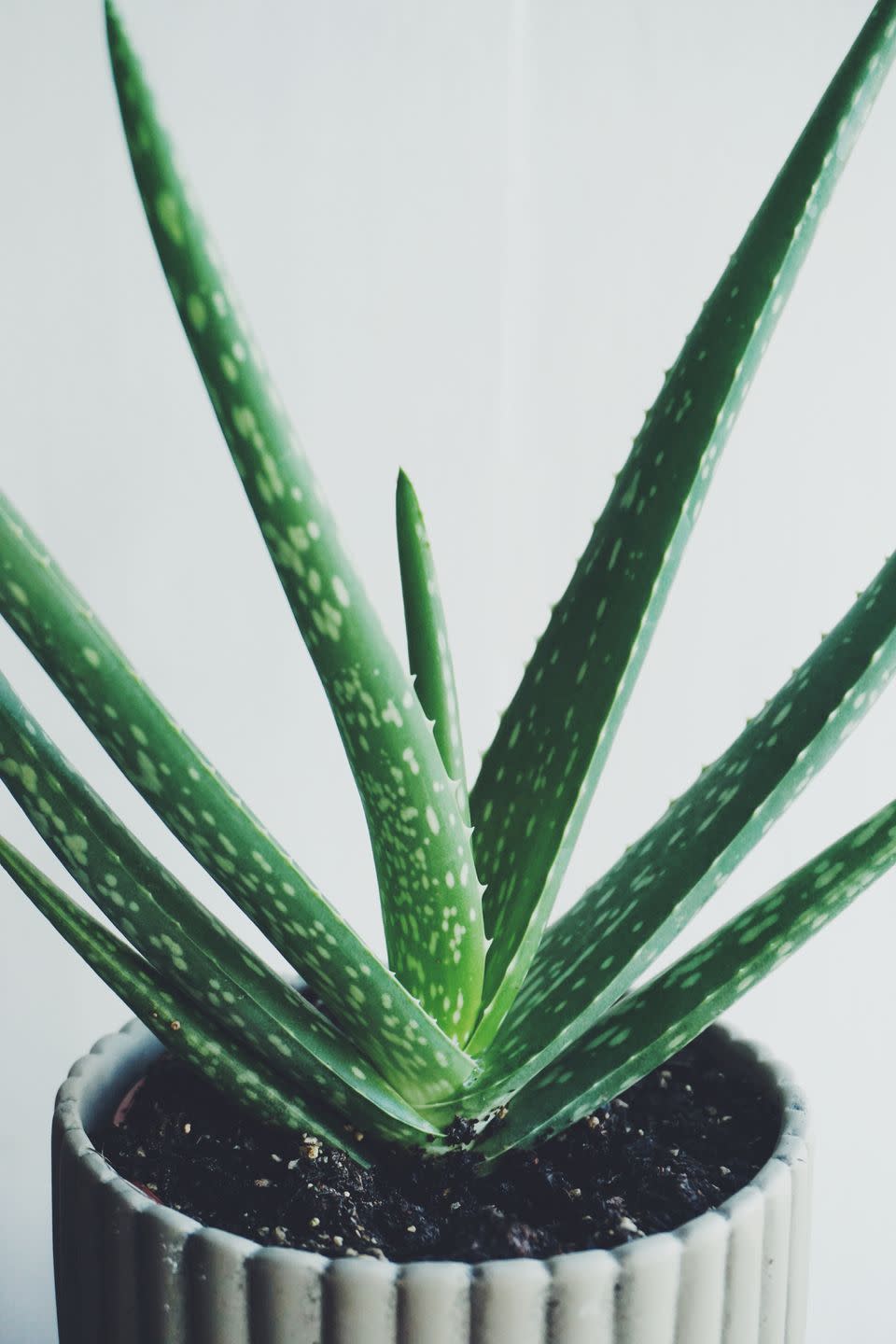 Aloe vera Stuff to buy in 2019 Aloe vera, Plants, Indoor plant wall