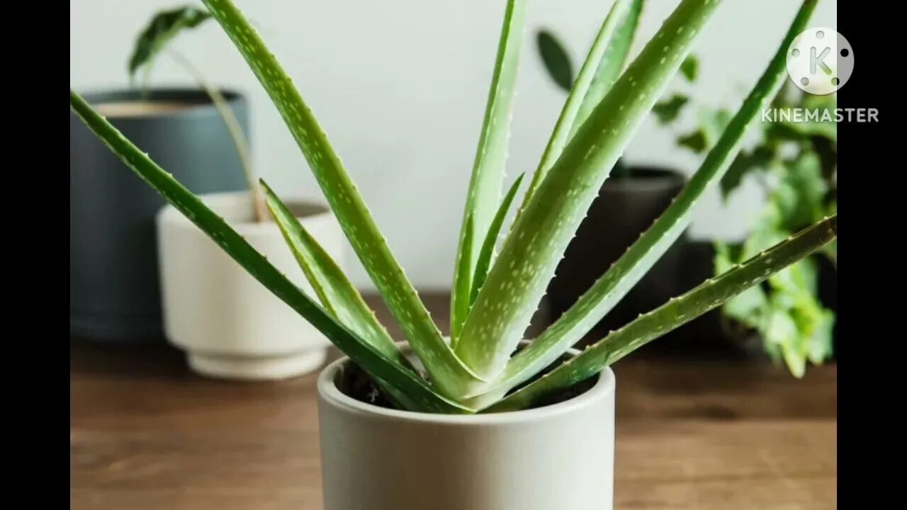 Разновидности алоэ комнатного растения фото 30 Best Houseplants for Beginners - YouTube