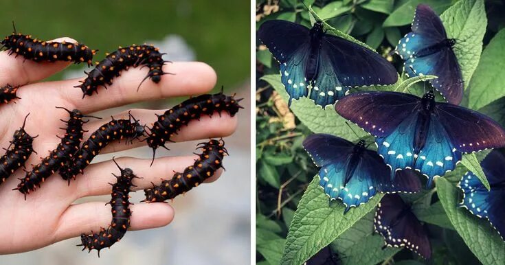 Разновидности бабочек фото One Man Single-Handedly Repopulates Rare Butterfly Species In His Own Backyard B