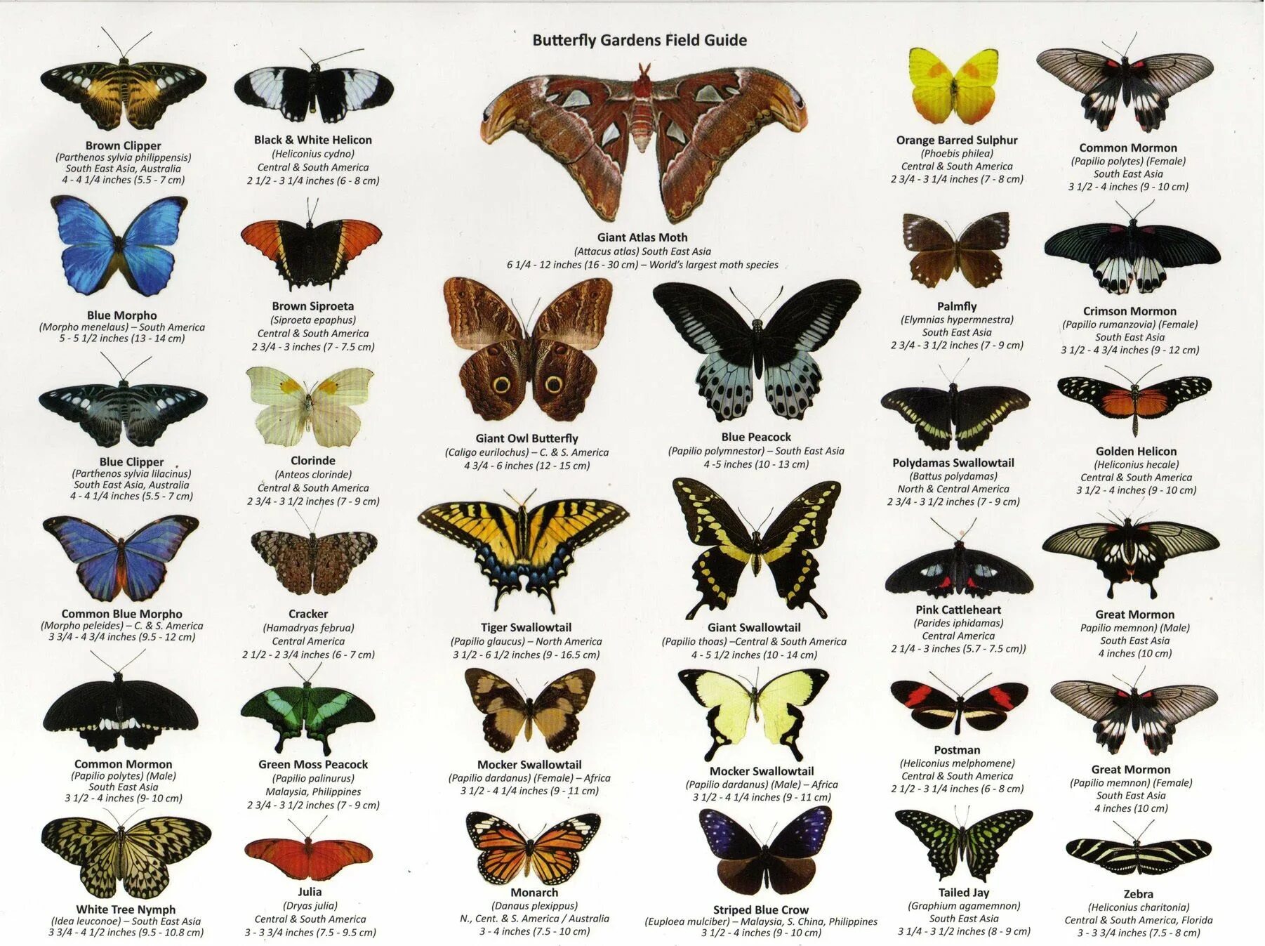 Разновидности бабочек и их названия с фото a few butterfly's of the world, huge array of different wing shapes Butterfly wi