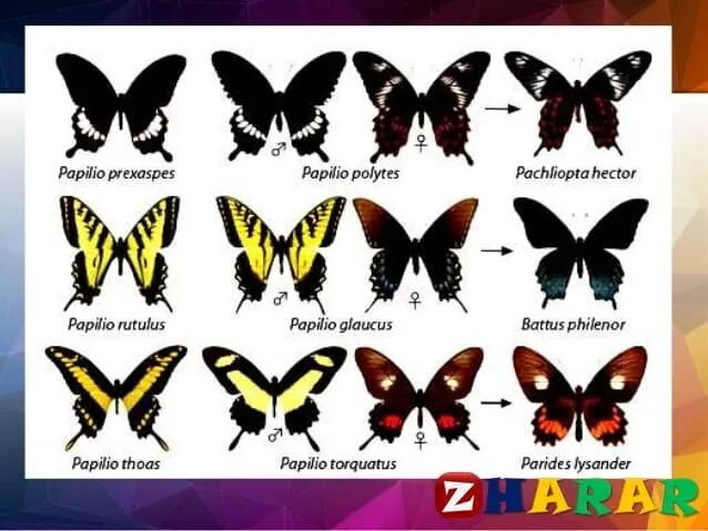 Разновидности бабочек и их названия с фото Түр" ұғымының анықтамасы. Түрдің құрылымы. Түр критерийлері (Биологи