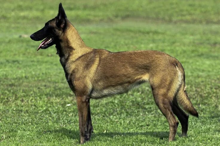 Разновидности бельгийских овчарок с фото и названиями Belgian Malinois. Belgischer schäferhund, Belgischer malinois, Malinois hund