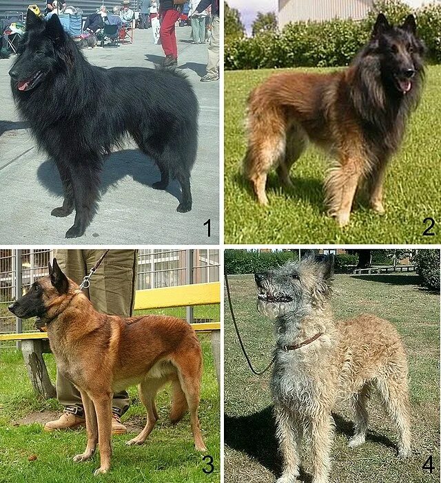 Разновидности бельгийских овчарок с фото и названиями Belgian Shepherd - Wikipedia