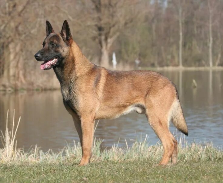 Разновидности бельгийских овчарок с фото и названиями Belgian Malinois Dog