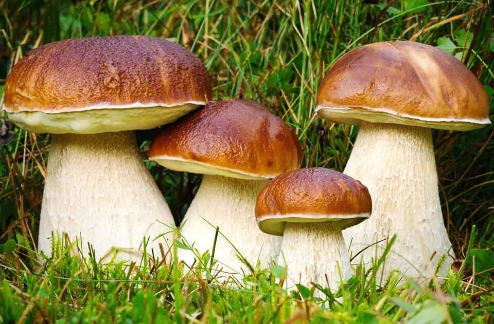 Разновидности белых грибов с фото Amazon.com: Mushrooms Spores