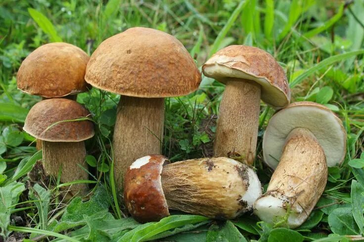 Разновидности белых грибов с фото Pin von Pop Dorel auf Boletus Pilze