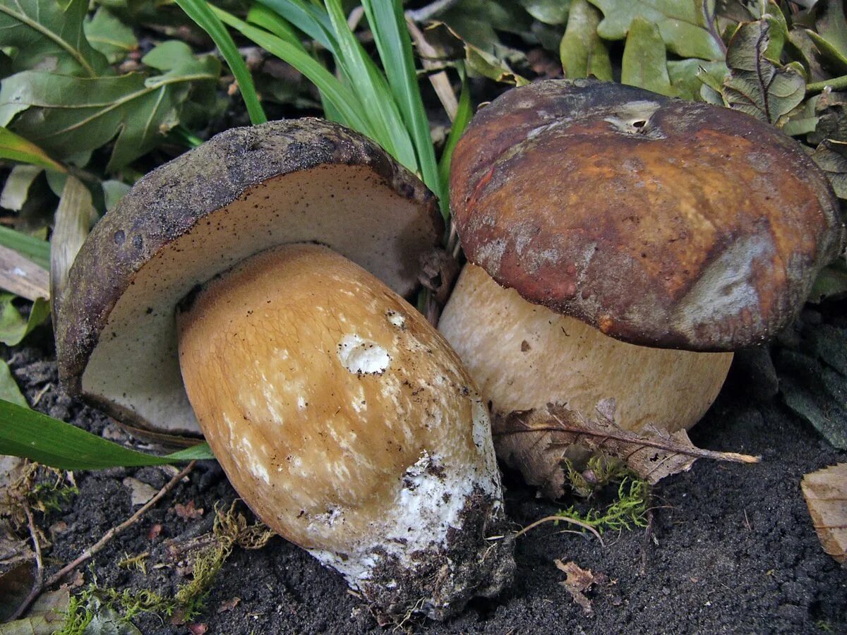 Разновидности белых грибов с фото и названиями Pin on Wild Mushrooms Stuffed mushrooms, Wild mushrooms, Yams