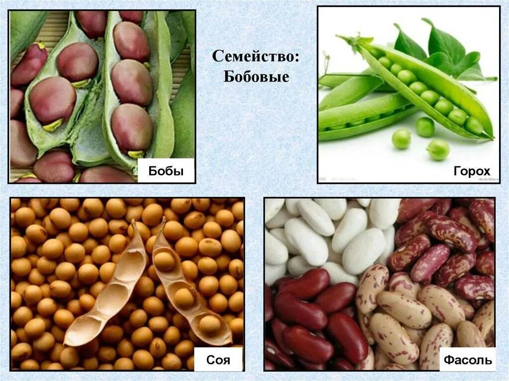Разновидности бобовых культур фото и их названия Декоративные бобовые примеры