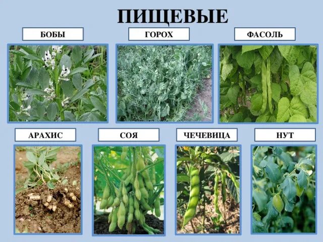 Разновидности бобовых культур фото и их названия Презентация к уроку биологии "Семейство Бобовые"