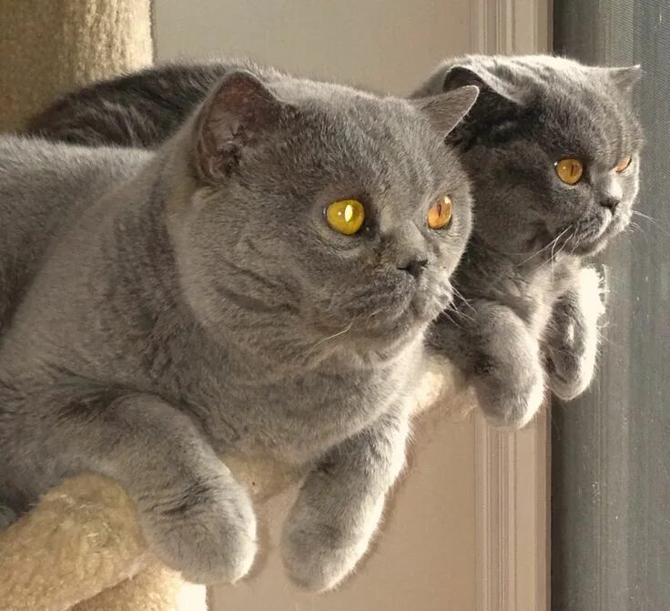 Разновидности британских кошек фото Blue British Shorthairs - The cat in front was the #1 Brit and the 10th highest 