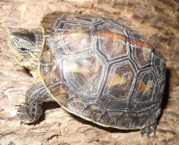 Разновидности черепах фото и название Reeve's Turtle Pet turtle, Turtles that stay small, Types of pet turtles