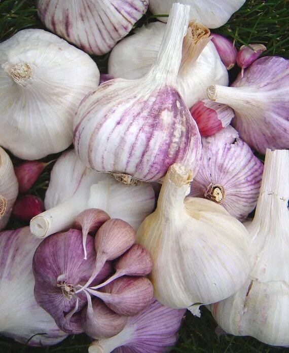 Разновидности чеснока названия и фото Garlic Bulb Especially Raised For You To Plant The Cloves Etsy