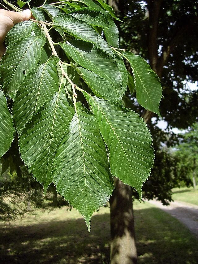 Разновидности деревьев фото File:Japanese elm leaves.jpg - Wikipedia