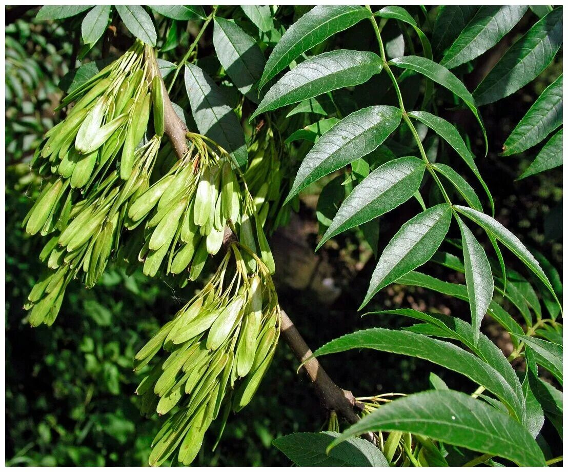 Разновидности деревьев фото Ясень узколистный (лат. Fraxinus angustifolia) семена 25шт - купить по выгодной 