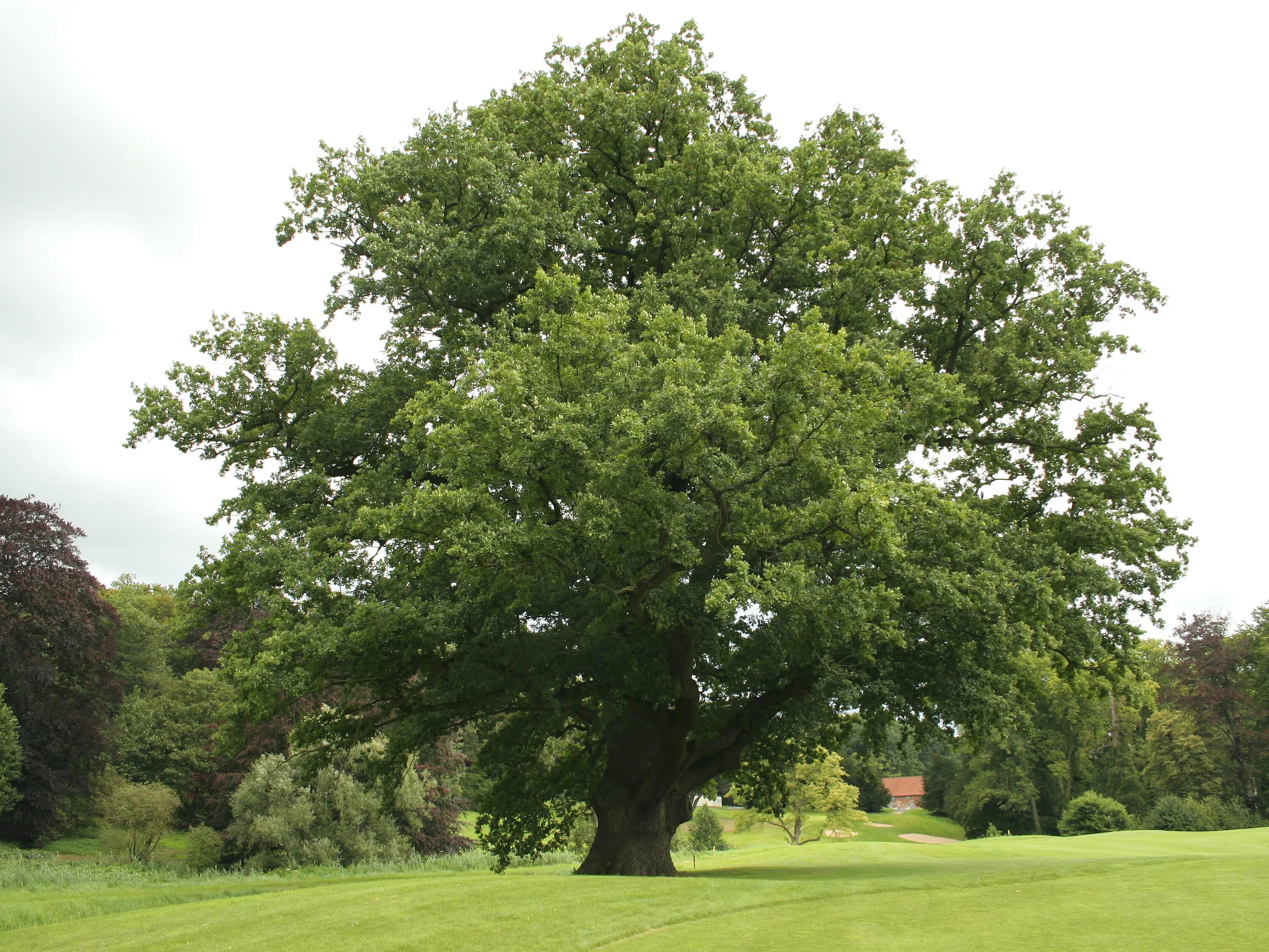 Разновидности деревьев фото Файл:Quercus robur JPG (d1).jpg - Вікіпедыя