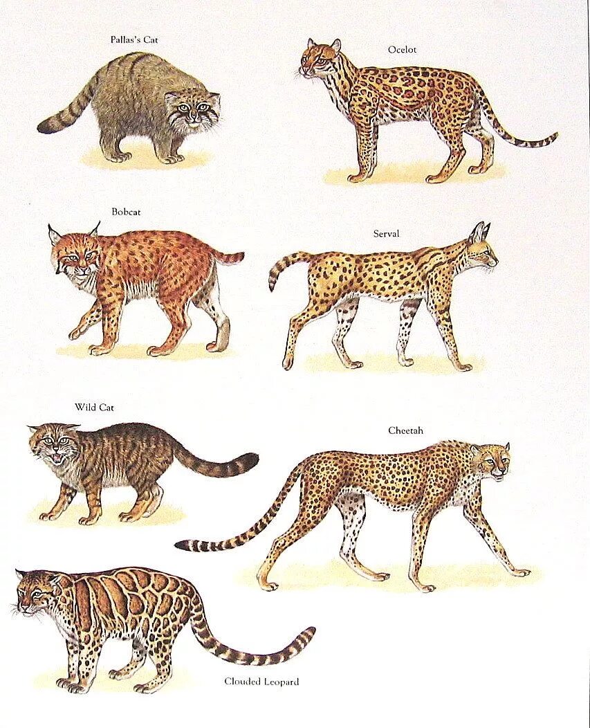 Разновидности диких кошек фото с названием Pallas Cat Bobcat Wild Cat Cheetah Ocelot Etc. Vintage Etsy Wild cats, Animals w