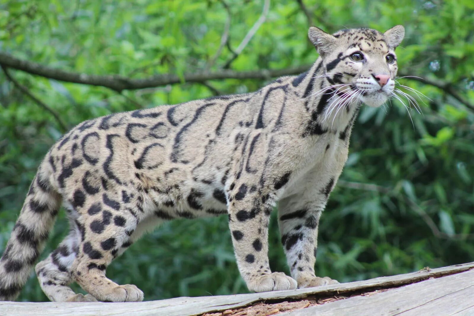 Разновидности диких кошек фото с названием Clouded Leopard - ZooChat