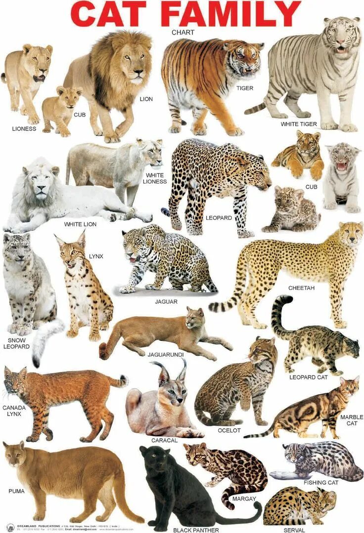 Разновидности диких кошек фото с названием Pin by SparkleDude Manwood on Big Cats Wild cats, Animals wild, Cat breeds chart