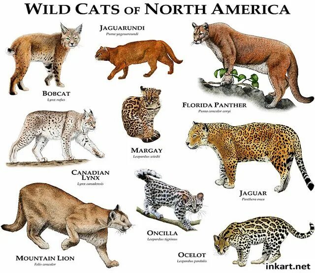 Разновидности диких кошек фото с названием Wildcats of North America Wild cat species, Wild cats, Small wild cats