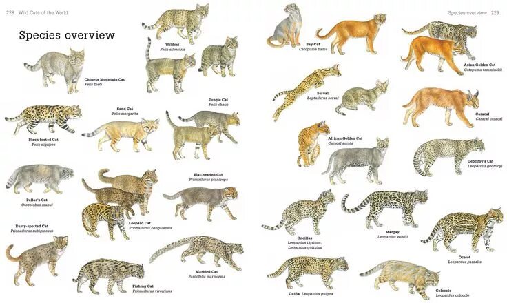 Разновидности диких кошек фото с названием Secrets of the World's 38 Species of Wild Cats Wild cat species, Cat species, Wi