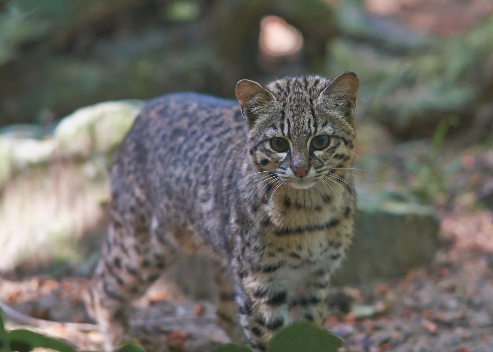 Разновидности диких кошек фото с названием Geoffroy's Cat: Species on World Land Trust reserves