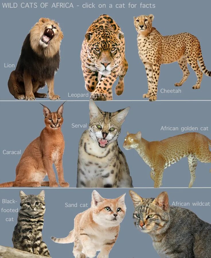 Разновидности диких кошек фото с названием Wild Cats of Africa (for kids) African wild cat, Wild cats, Wild cat breeds