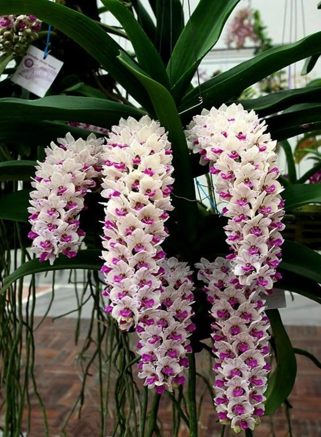 Разновидности домашних орхидей фото с названиями Beautiful orchids Orchid seeds, Unusual flowers, Bonsai flower