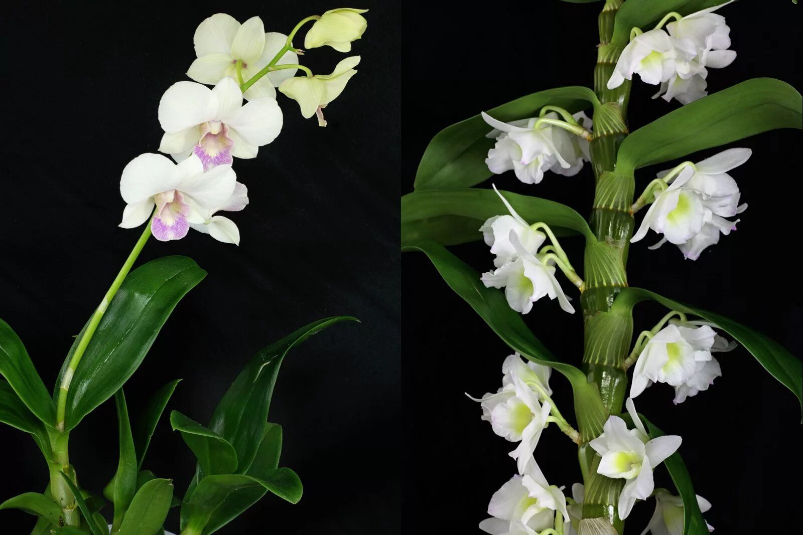 Разновидности домашних орхидей фото с названиями Dendrobium phalaenopsis nobile Pflanzen pflege, Orchideen pflege, Orchideenpfleg