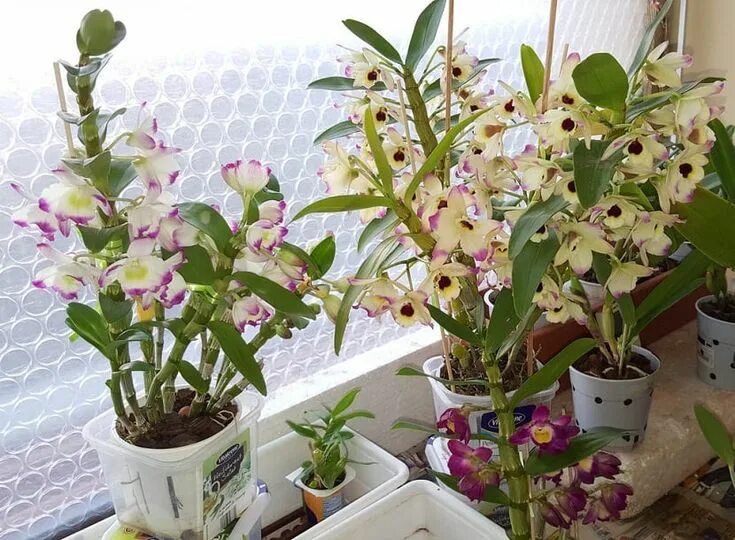 Разновидности домашних орхидей фото с названиями Características y cuidados necesarios del Dendrobium nobile Orchidée, Entretenir