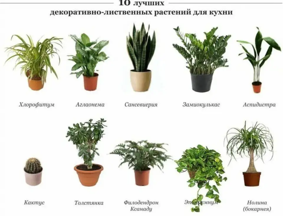 Разновидности домашних цветов фото Shade-loving indoor plants for the hallway names and photos (54 Photos)