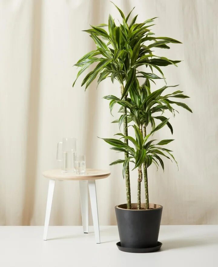 Разновидности драцены комнатной фото 11 best low-maintenance indoor plants