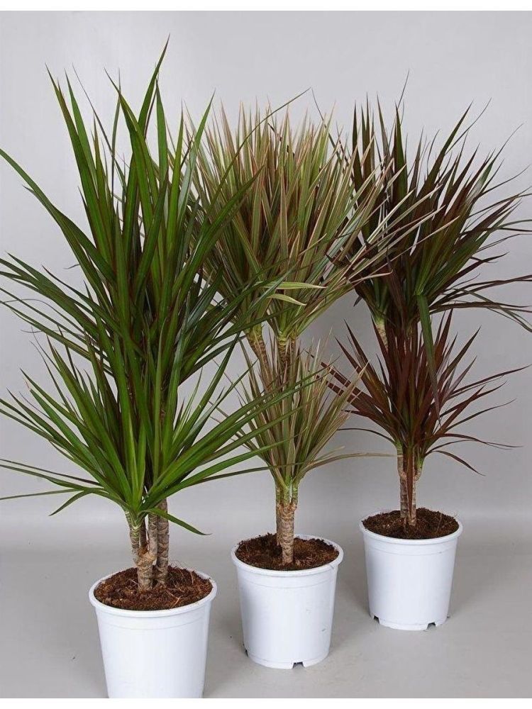 Разновидности драцены комнатной фото Драцена окаймлённая микс Dracaena marginata mix 30-10 75/17 - комнатное растение