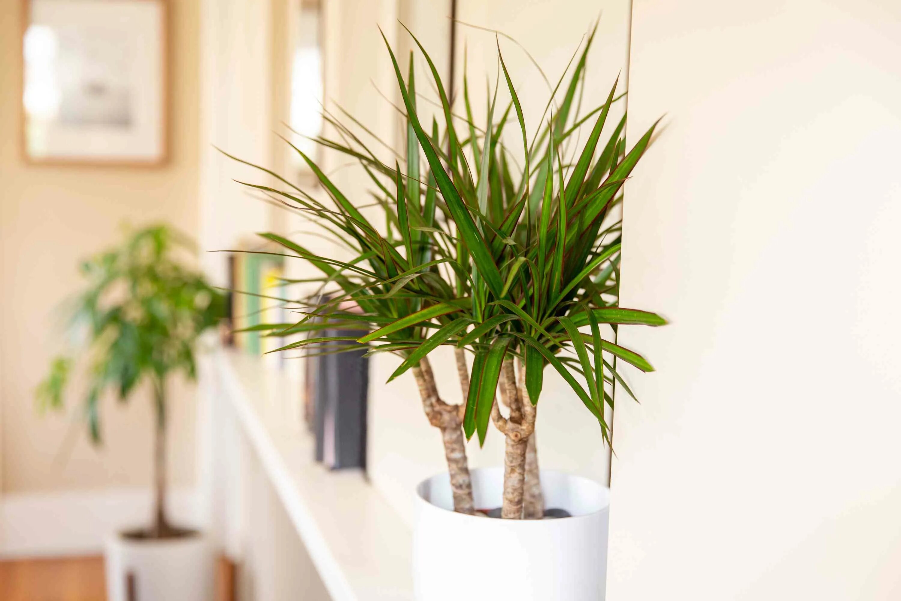 Разновидности драцены комнатной фото How to Care for Dracaena: Types & Growing Tips