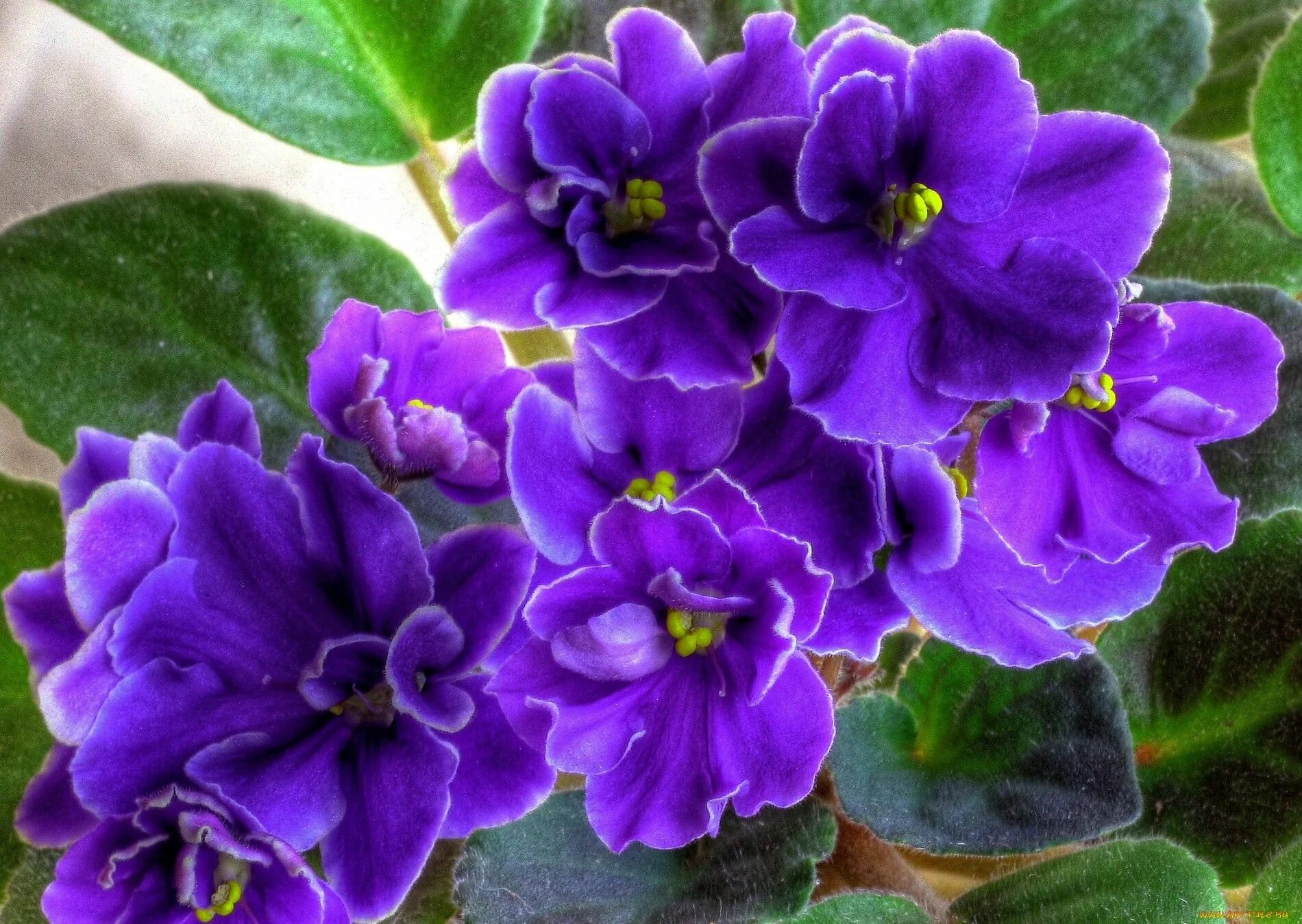 Разновидности фиалок комнатных фото узамбарская фиалка African violets, Indoor flowers, Amazing flowers