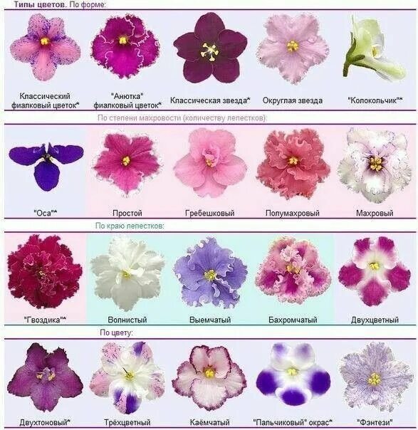 Разновидности фиалок комнатных фото и название Пин на доске Мои фиалки Сенполия, Фиалки, Балконные цветы