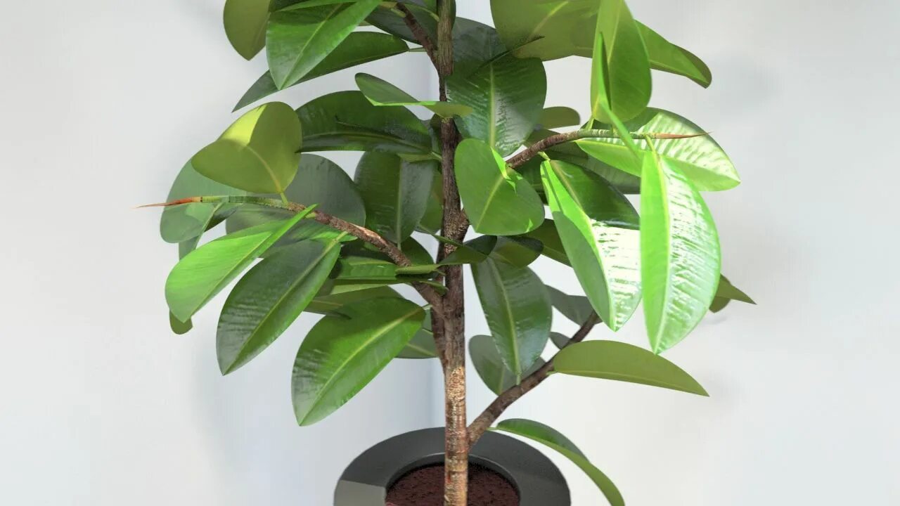 Разновидности фикуса эластика с фото Ficus elastica Plantas de interior, Plantas, Jardinería