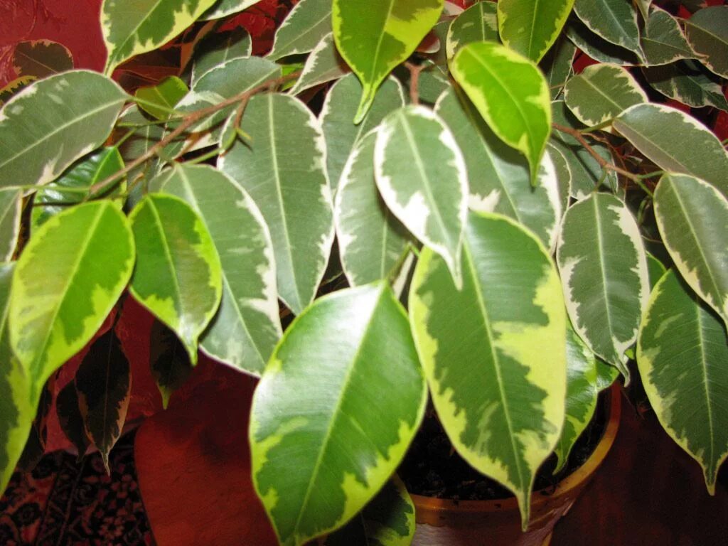 Разновидности фикусов цветок фото A list of all 101 Ficus benjamina care instructions. Here you’ll learn how to gr