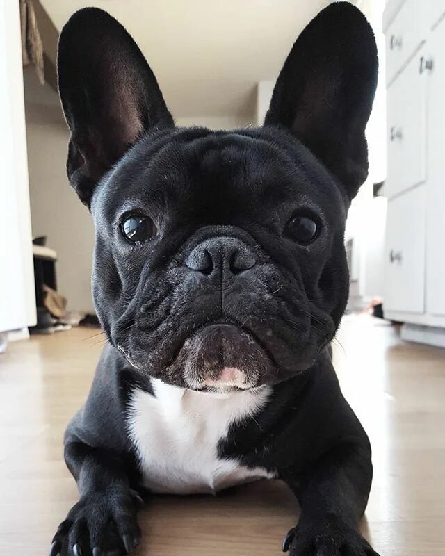 Разновидности французских бульдогов с фото Instagram photo by NｉｎＪＡ ｍan * May 17, 2016 at 4:11pm UTC French bulldog puppies