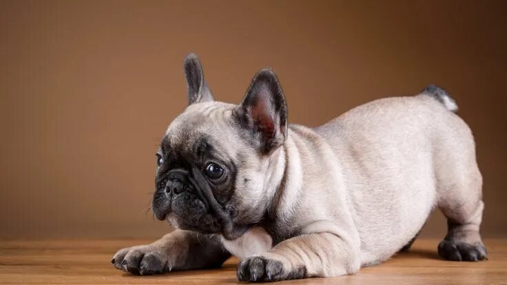 Разновидности французских бульдогов с фото Pin by Luna Sergeevna on красота везде French bulldog puppies, French bulldog, B