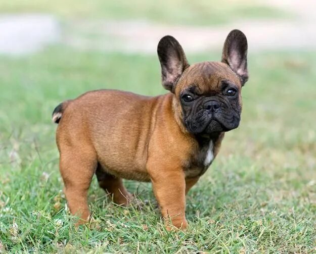 Разновидности французских бульдогов с описанием и фото French Bulldog's Temperament French Bulldog Dogs and Puppies Щенки французского 