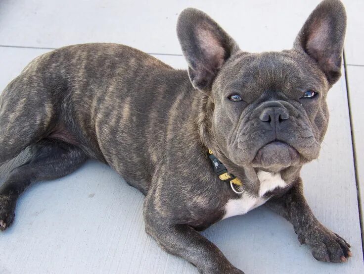 Разновидности французских бульдогов с описанием и фото I WANT!!!!! Brindle-Pattern-French-Bulldog French bulldog, Brindle french bulldo