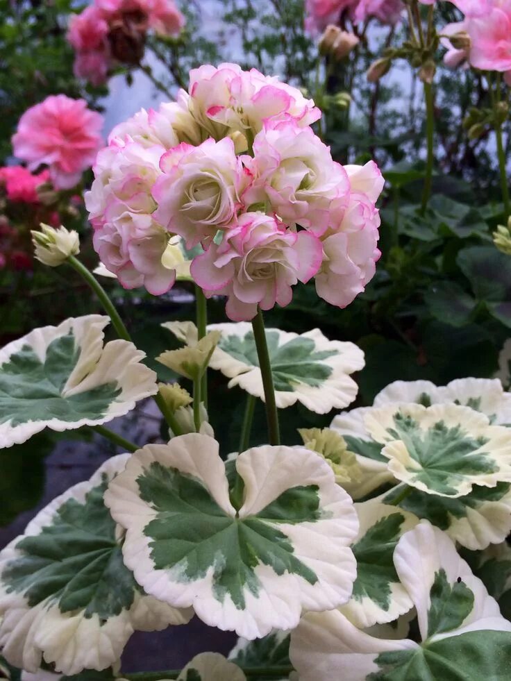 Разновидности герани комнатной фото Pelargonium 'Westdale Apple Blossom' in botanic gardens, Leuven (Belgium) Gerani